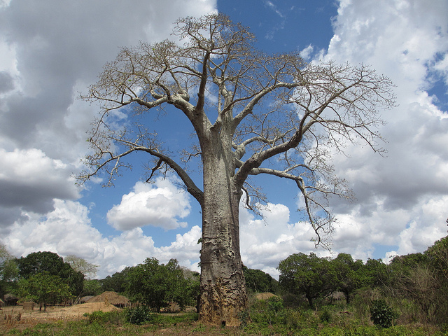 Baobab