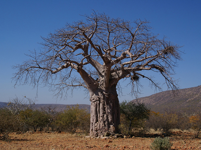 Baobab (Adansonia digitata)