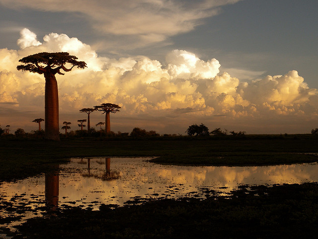 Baobab de grandidier