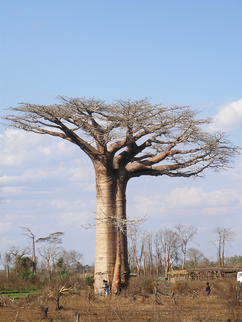 Baobab de grandidier