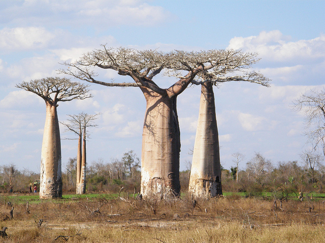 Baobab de grandidier