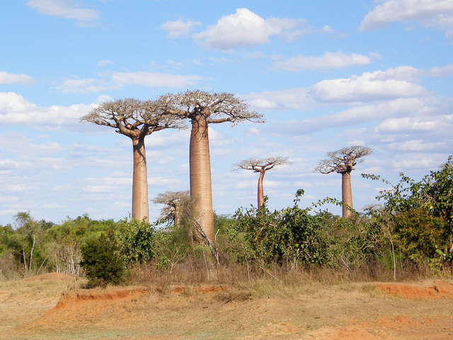 Baobab de grandidier