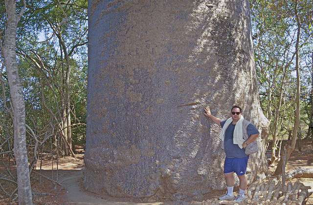 Baobab de grandidier