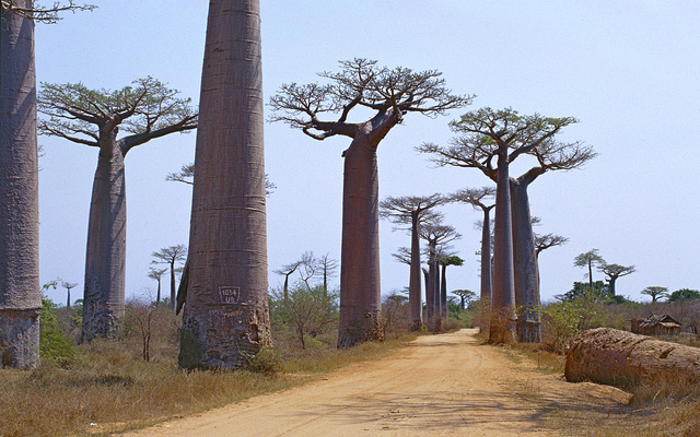Baobab de grandidier (Adansonia grandidieri)