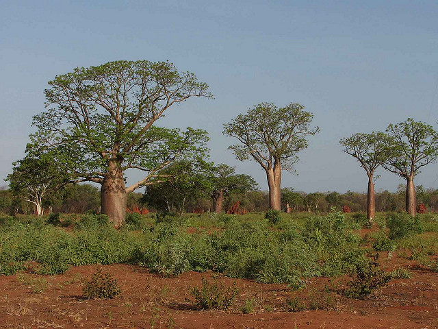 Baobab australien