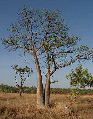Baobab australien
