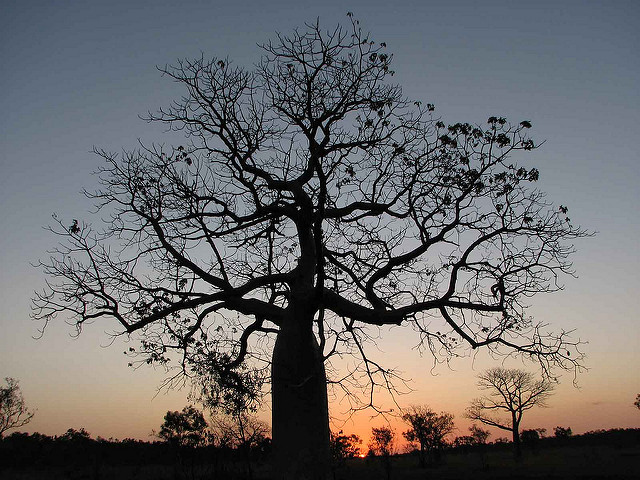 Baobab australien