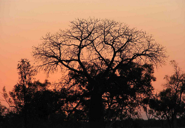 Baobab australien