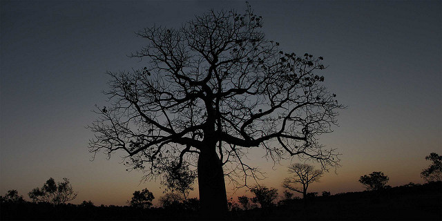 Baobab australien