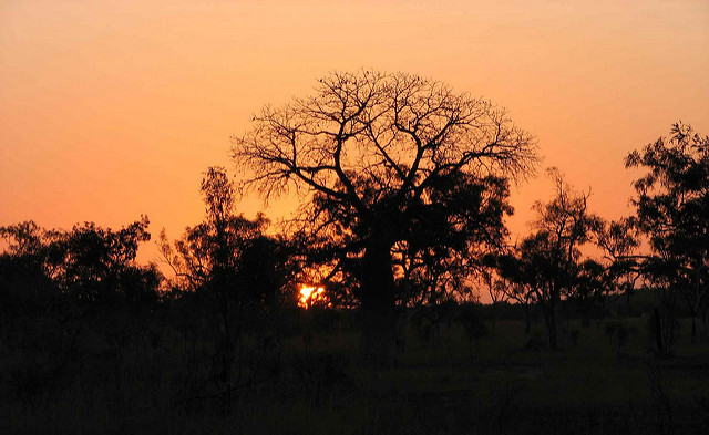 Baobab australien (Adansonia gregorii)