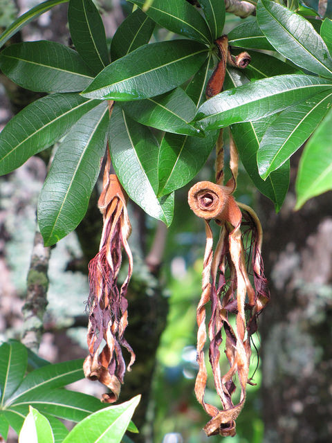 Adansonia madagascariensis