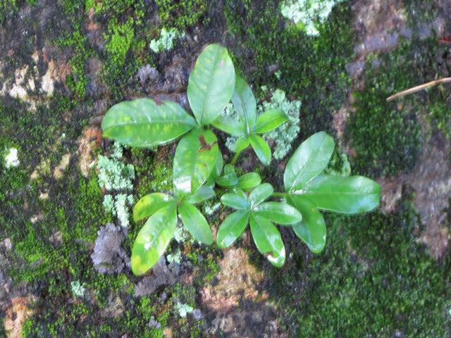 Adansonia madagascariensis