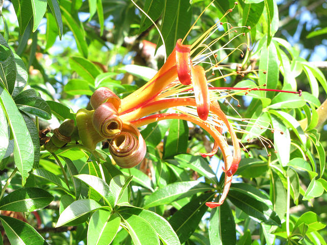 Adansonia madagascariensis