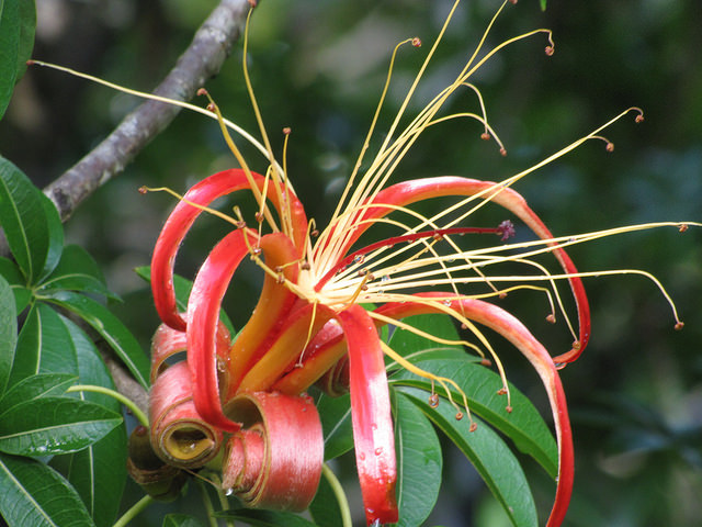 Adansonia madagascariensis