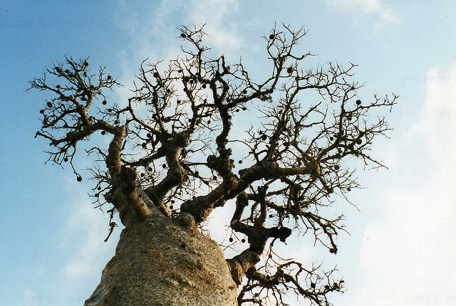 Adansonia madagascariensis (Adansonia madagascariensis)