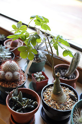 Adenia fruticosa