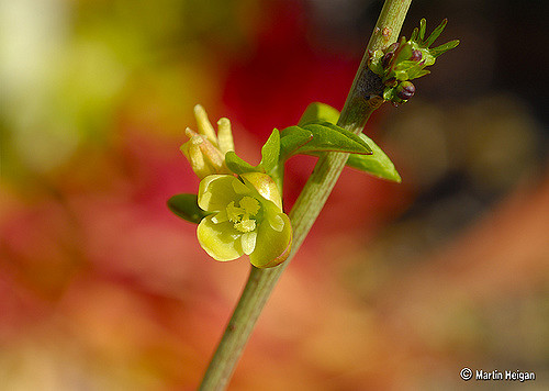 Adenia glauca