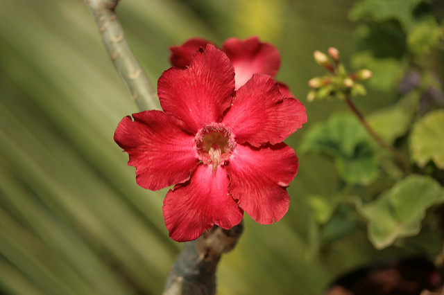 Adenium