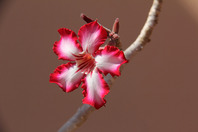Adenium