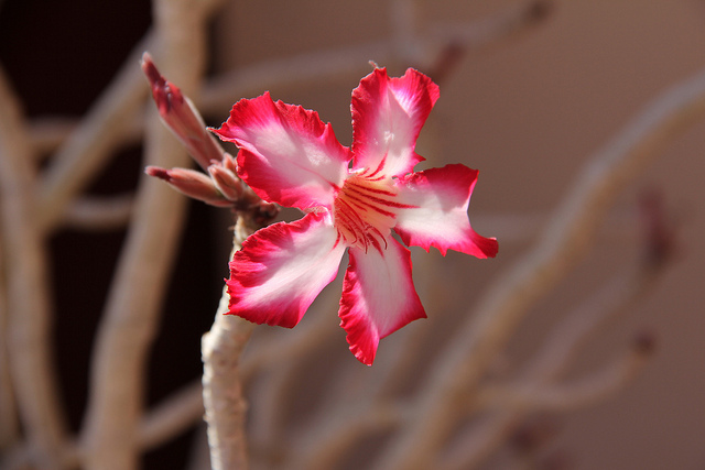 Adenium