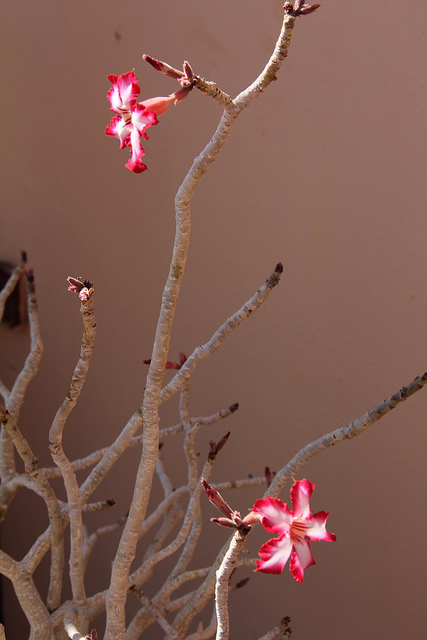 Adenium