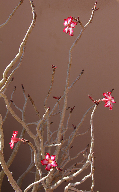Adenium