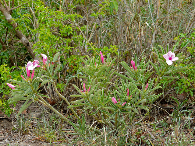 Adenium swazicum