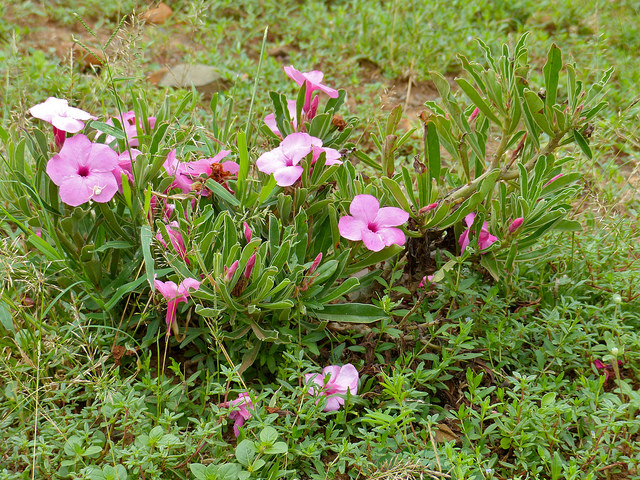 Adenium swazicum