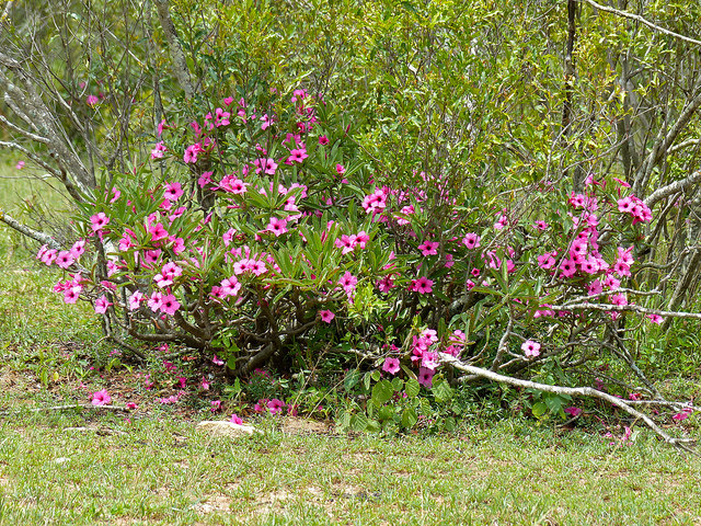 Adenium swazicum