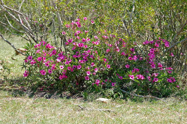 Adenium swazicum