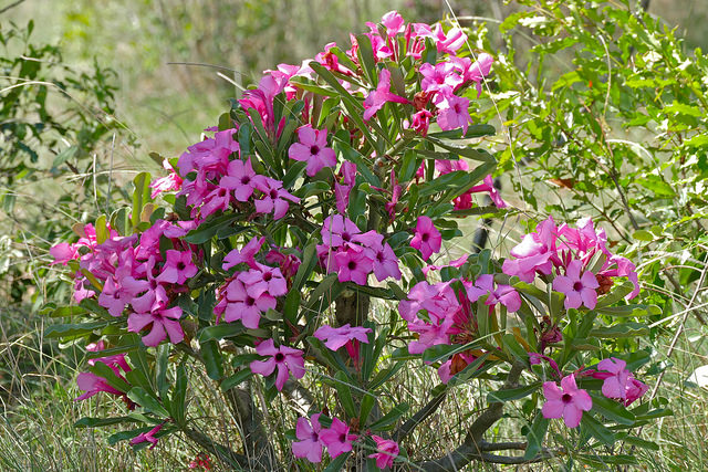 Adenium swazicum