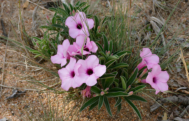 Adenium swazicum (Adenium swazicum)