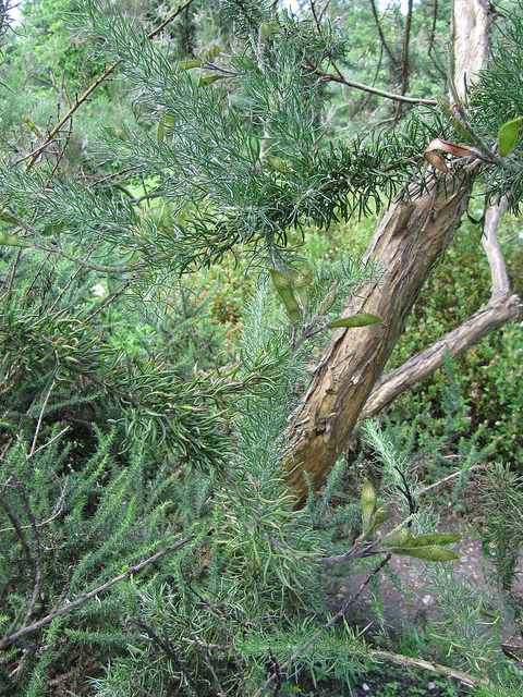 Adenocarpus decorticans