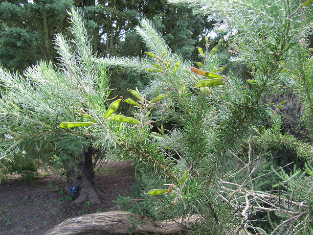Adenocarpus decorticans