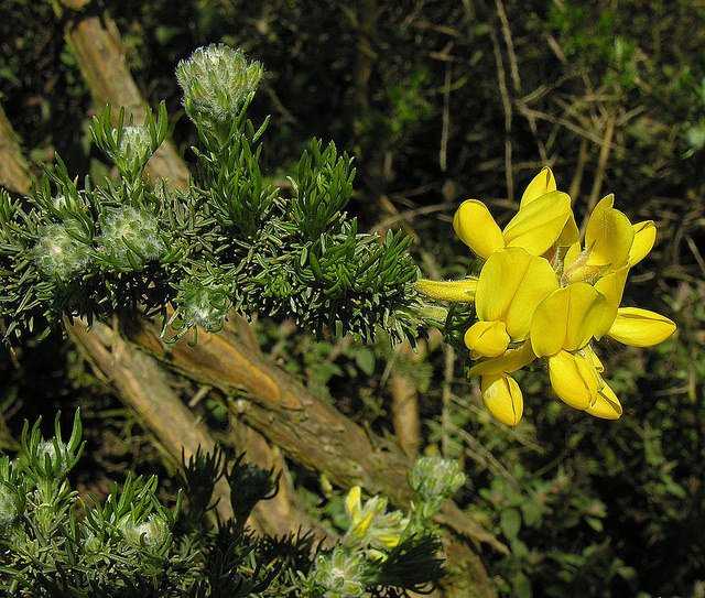 Adenocarpus decorticans