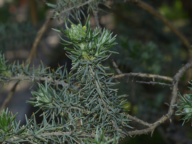 Adenocarpus decorticans