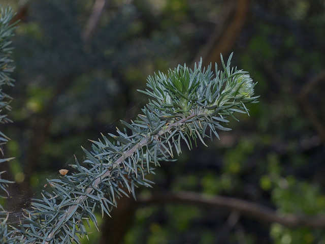 Adenocarpus decorticans