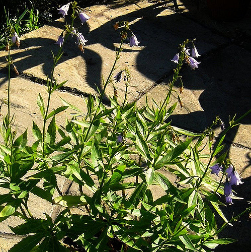 Adenophora divaricata (Adenophora divaricata)