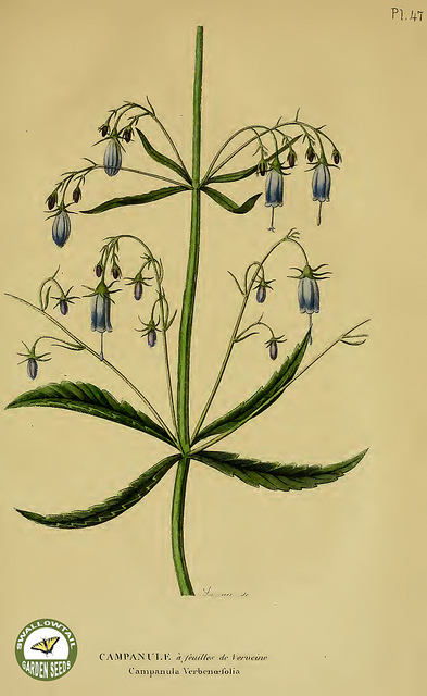 Adénophore à feuilles de lis (Adenophora liliifolia)