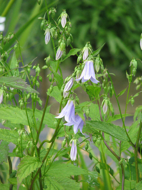 Adenophora remotiflora (Adenophora remotiflora)