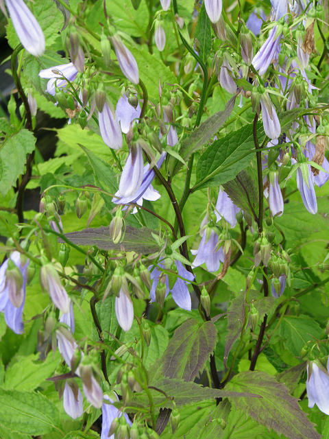 Adenophora remotiflora