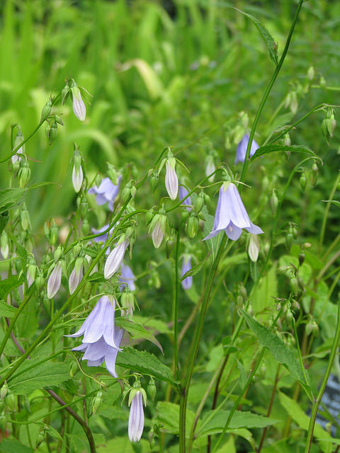 Adenophora remotiflora