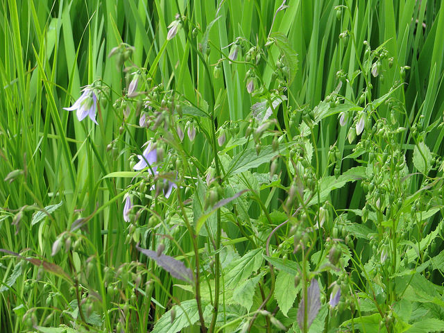 Adenophora remotiflora