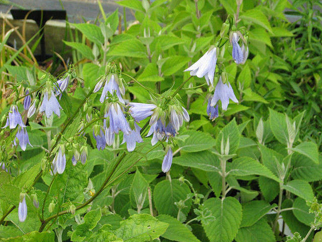Adenophora remotiflora