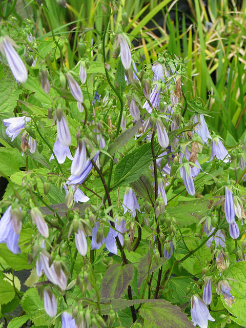 Adenophora remotiflora