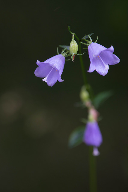 Adenophora triphylla (Adenophora triphylla)