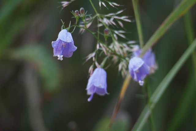 Adenophora triphylla
