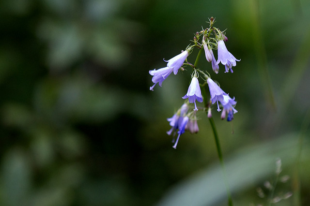 Adenophora triphylla