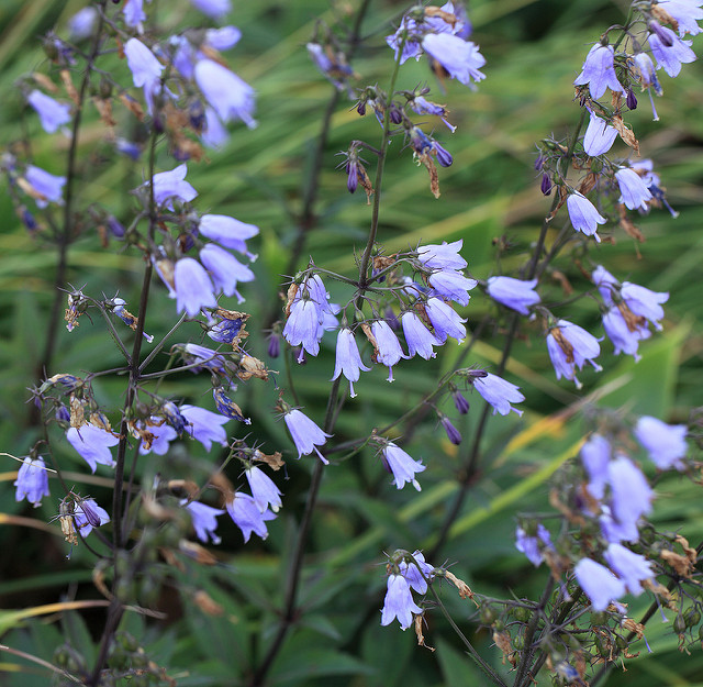 Adenophora triphylla