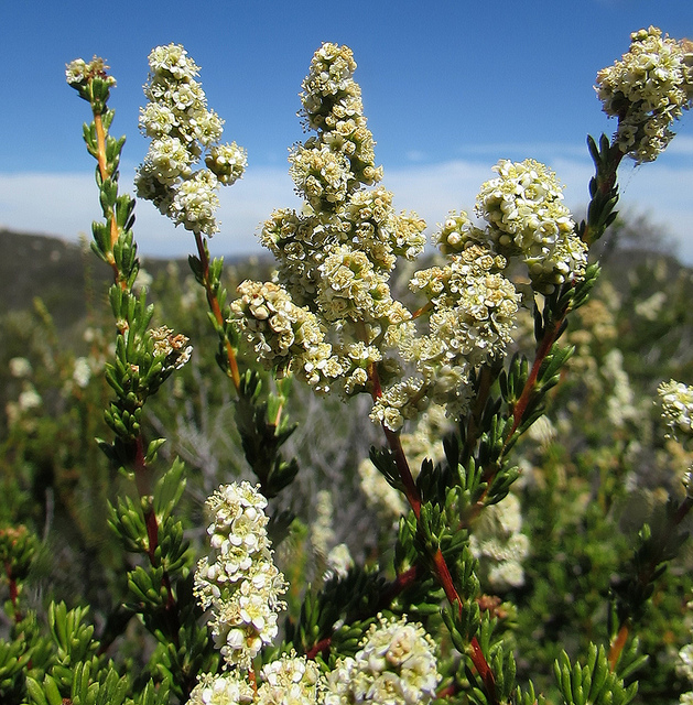 Adenostoma fasciculatum
